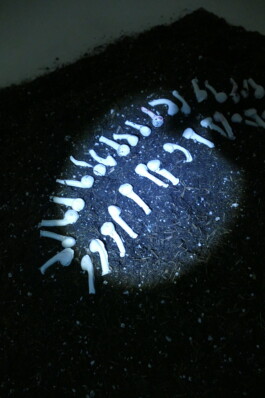 ELISABETH LISELOTTE KRAUS