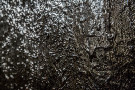 ELISABETH LISELOTTE KRAUS