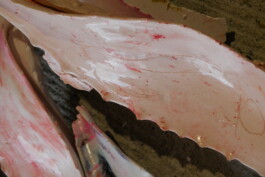 ELISABETH LISELOTTE KRAUS